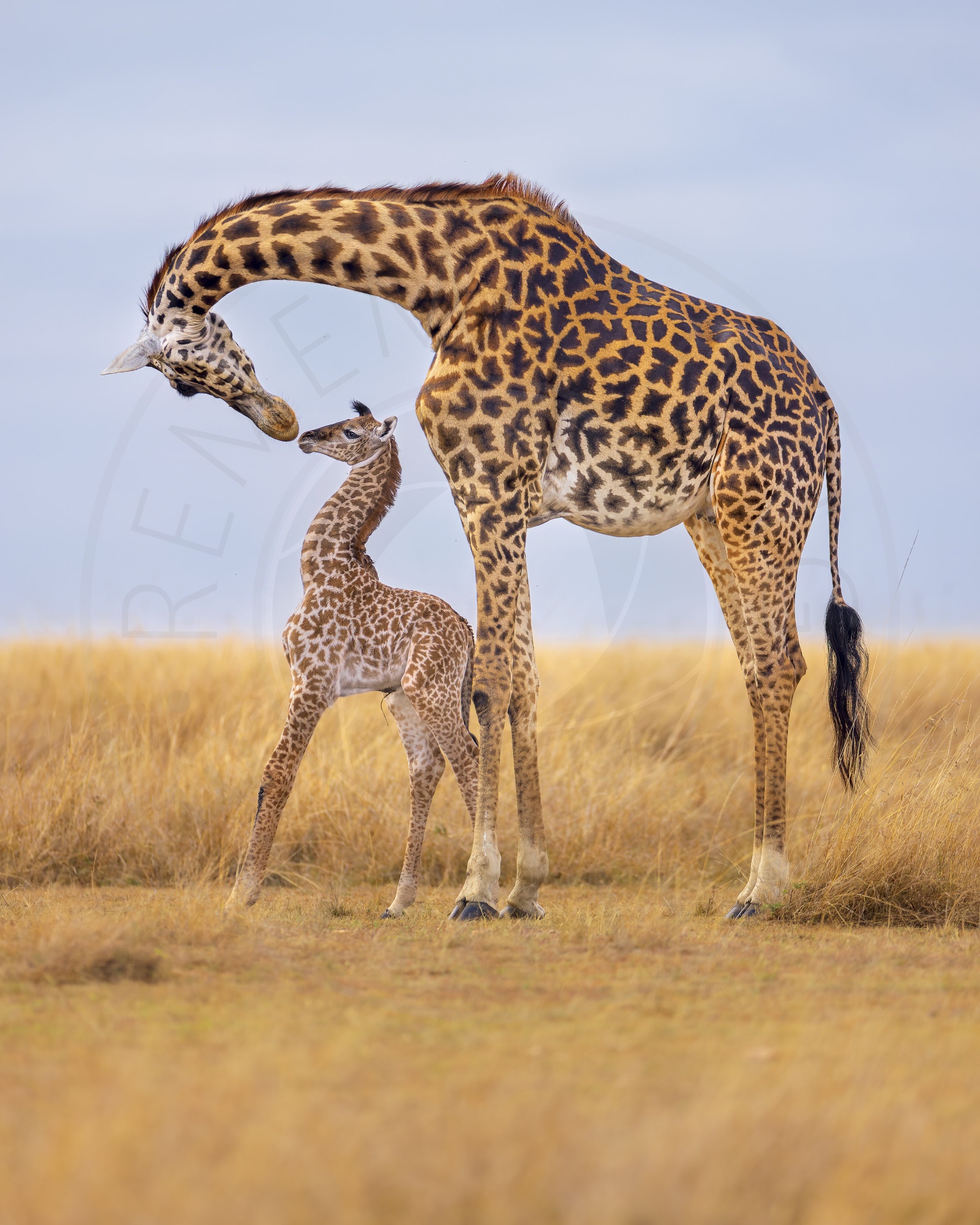 World Giraffe Day: How Many Giraffe Species Are There